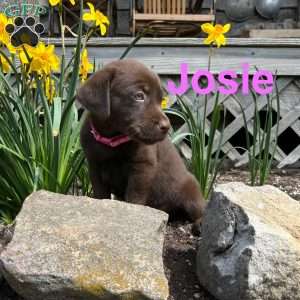 Josie, Chocolate Labrador Retriever Puppy